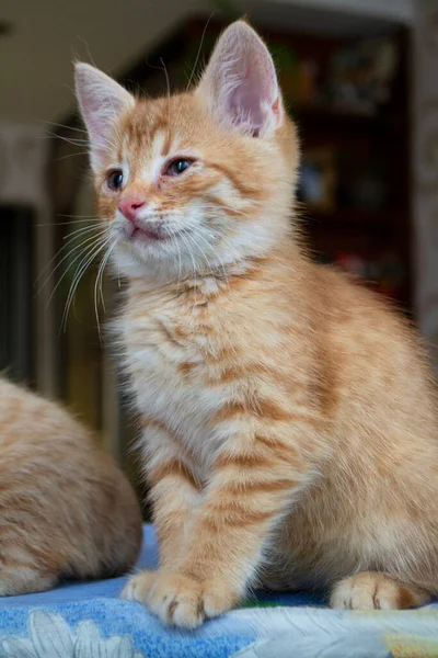 かわいい赤い猫 かわいい赤い子猫ちゃん 長い髪の生姜子猫が家で遊ぶ かわいいです面白いペット — ストック写真