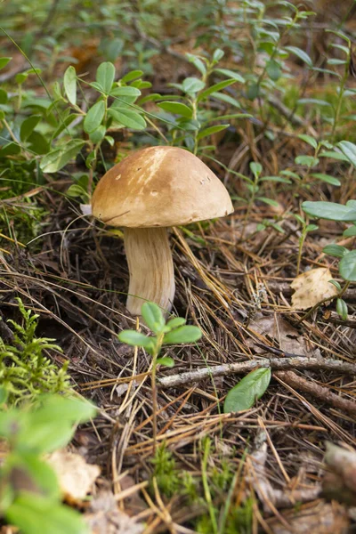 Scenic Closeup View Gowing Grote Smakelijke Eetbare Cep Paddenstoel Het — Stockfoto