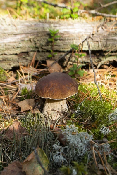 Délicieux Champignon Comestible Bolet Brun Dans Mousse Avec Dans Forêt — Photo