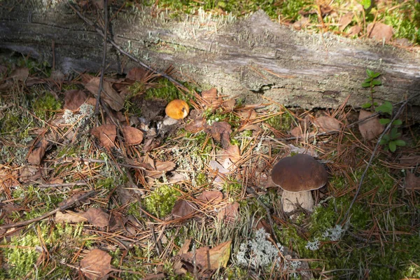 Cogumelo Álamo Leccinum Aurantiacum Boleto Vermelho Com Cep Floresta Bielorrússia — Fotografia de Stock