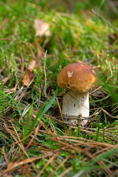 Beau Bolet Edulis Champignon Dans Forêt Sauvage Ceps Dans Environnement — Photo