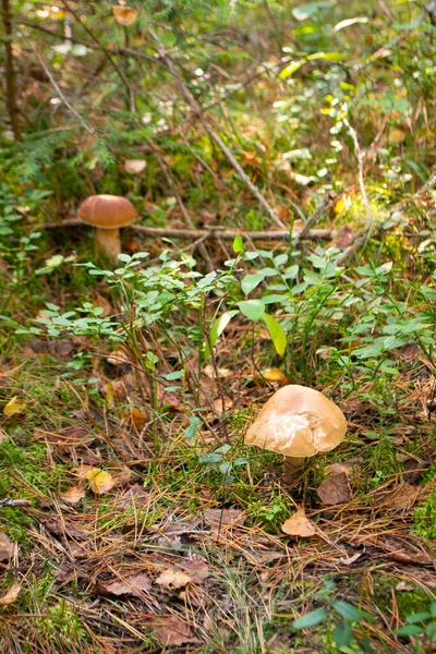 Dois Belos Cogumelos Comestíveis Crescem Pinhal Boletus Edulis Boleto Boné — Fotografia de Stock