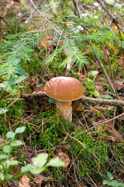 Paddenstoelen Boletus Edulis Cep Schimmel Groeit Herfst Het Bosdek Verticaal — Stockfoto