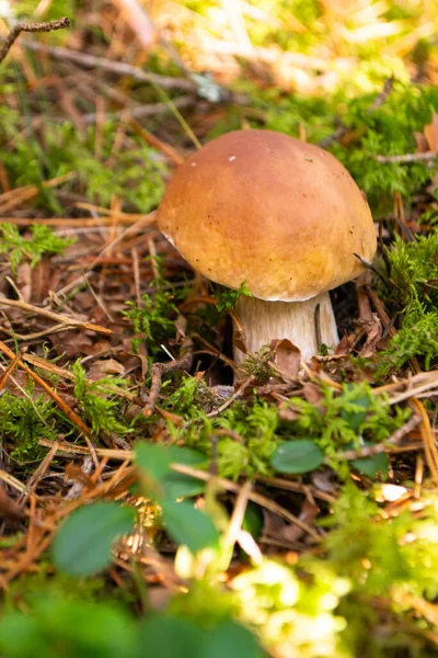 Eetbare Bolete Paddenstoelen Herfst Wild Bos Boletus Edulis Verticaal Beeld — Stockfoto