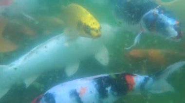  Japon Koi balık yüzme sualtı görünümü. Fantezi renkli sazan balık kamera yakınında yüzüyor 