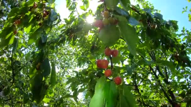 Cerezas dulces maduras en el árbol — Vídeo de stock