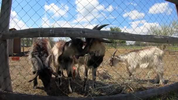 山羊在夏季在动物农场休息,在户外 — 图库视频影像