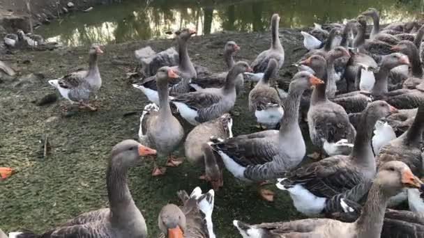 Granja de naturaleza de pato. Muchos gansos. — Vídeo de stock