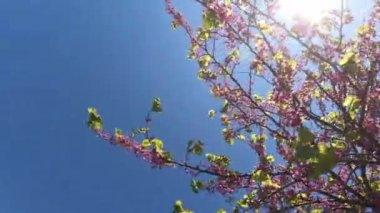 Kiraz çiçeği sakura (Prunus Cesacoides, Wild Himalaya Kiraz) ilkbaharda mavi gökyüzü arka plan üzerinde