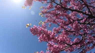 Kiraz çiçeği sakura (Prunus Cesacoides, Wild Himalaya Kiraz) ilkbaharda mavi gökyüzü arka plan üzerinde