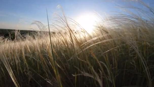 Altın buğday ın sallanması. Doğa manzarası. Huzurlu bir sahne. Arka Plan Kavramı — Stok video