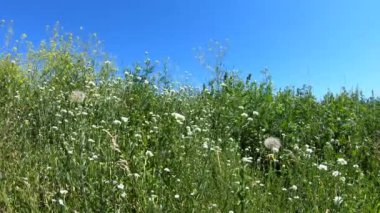  Mavi gökyüzünde ki yabani çiçeklerin doğa arka planı