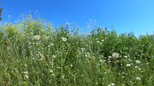 Природний фон диких квітів у блакитному небі — стокове відео