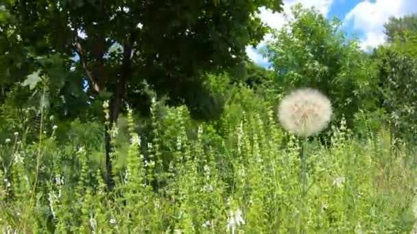 Natuur achtergrond van gebloeid paardebloemen in groen gras. Oude paardebloem close-up. Paardebloem zaden in de ochtend — Stockvideo