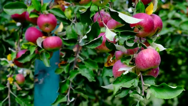 Прекрасні червоні яблука в яблучному саду. Зрілі плоди ростуть на дереві. врожаю — стокове відео