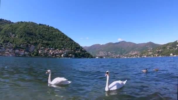 Cigni bianchi sul lago che galleggiano con le anatre. Gli uccelli galleggiano sull'acqua in un lago in estate, Italia — Video Stock