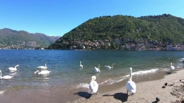 Cygnes blancs sur le lac flottant avec des canards. Les oiseaux flottent sur l'eau dans un lac en été, Italie — Video