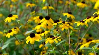  Bahçede Rudbeckia fulgida Goldsturm çiçek 