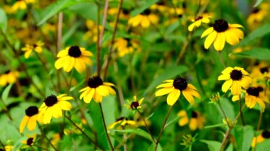  Bahçede Rudbeckia fulgida Goldsturm çiçek 