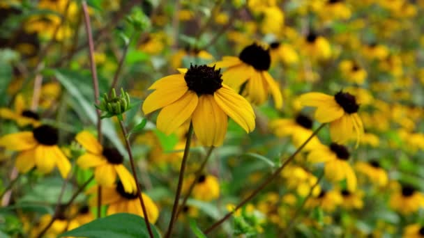 Рудбекія фулгіда Goldsturm квітки в саду — стокове відео