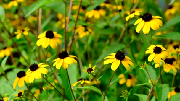 Rudbeckia fulgida Goldsturm flor en el jardín — Vídeos de Stock