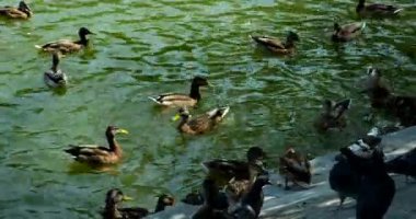 Doğal ortamlarında vahşi kuşlar. Gölde yüzen ördek hareketi. Uçan kuşlar. Bir ördek yavrusu göletin çalılıklarında yakın yüzer.
