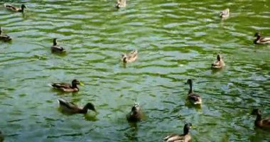 Doğal ortamlarında vahşi kuşlar. Gölde yüzen ördek hareketi. Uçan kuşlar. Bir ördek yavrusu göletin çalılıklarında yakın yüzer.