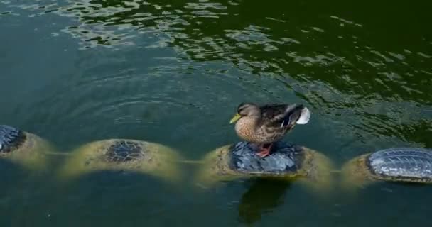 Oiseaux Sauvages Dans Leur Habitat Mouvement Canard Nageant Sur Lac — Video