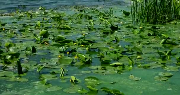 Nuphar Lutea Lots Yellow Water Lilies River Nature Flowers — ストック動画