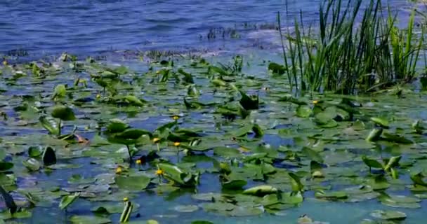 Нуфар Лутеа Много Желтых Водяных Лилий Реке Природа Цветы — стоковое видео