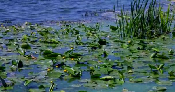 Nuphar Lutea Lots Yellow Water Lilies River Nature Flowers — ストック動画