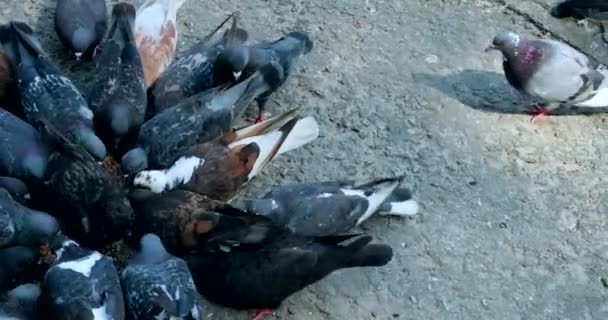 很多鸽子在街上吃东西 在公园的人行道上喂鸽子 镇上广场上成群的鸽子正在吃玉米粒和面包 一群野鸟正在吃着又飞 — 图库视频影像