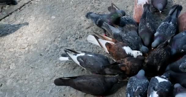 Viele Tauben Fressen Futter Auf Der Straße Tauben Füttern Auf — Stockvideo