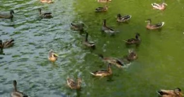 Doğal ortamlarında vahşi kuşlar. Gölde yüzen ördek hareketi. Uçan kuşlar. Bir ördek yavrusu göletin çalılıklarında yakın yüzer.