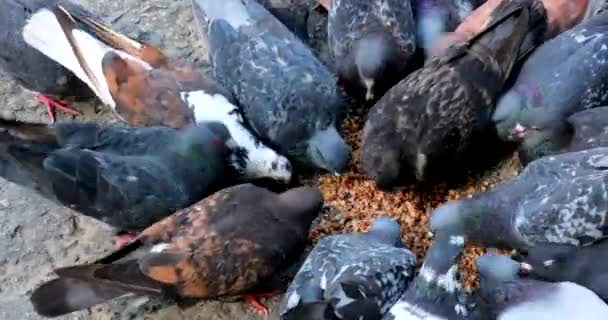 นกพ ราบมากมายก นอาหารบนถนน อาหารนกพ ราบบนทางเท าในสวนสาธารณะ งนกพ ราบก าวโพดและขนมป งบนส — วีดีโอสต็อก