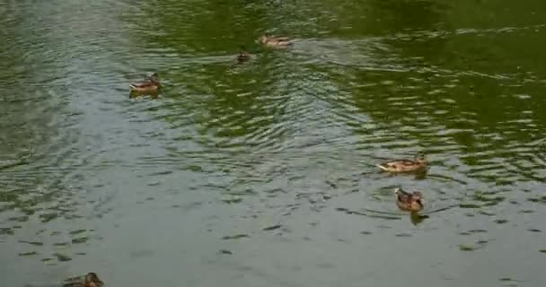 Wilde Vogels Hun Leefgebied Beweging Van Eend Zwemmen Het Meer — Stockvideo