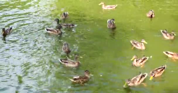 Άγρια Πουλιά Στο Περιβάλλον Τους Κίνηση Για Κολύμπι Πάπιας Στη — Αρχείο Βίντεο