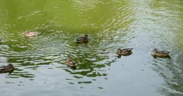 Дикі Птахи Їхньому Природному Середовищі Рух Качки Плаває Озері Плаваючий — стокове відео