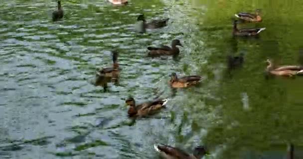 Άγρια Πουλιά Στο Περιβάλλον Τους Κίνηση Για Κολύμπι Πάπιας Στη — Αρχείο Βίντεο