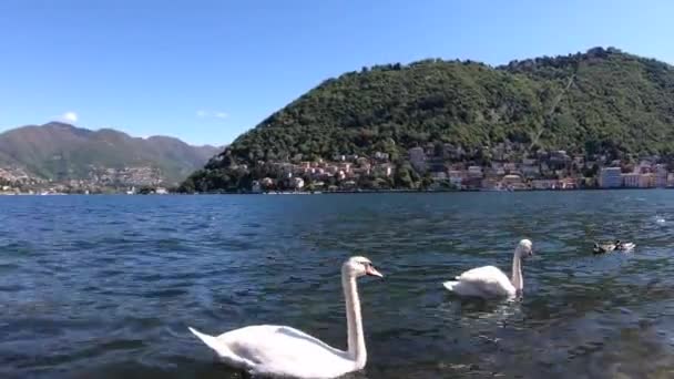 Λευκοί Κύκνους Στη Λίμνη Επιπλέουν Πάπιες Πουλιά Επιπλέουν Νερό Μια — Αρχείο Βίντεο