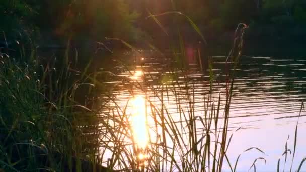 Kamperen in de natuur nabij rivier. Rustige avond bij het meer met brandende gouden hemel. Kleurrijke zonsondergang hemel aan de waterkant in het bos. Silhouet van bomen en een grote oranje zon achter — Stockvideo