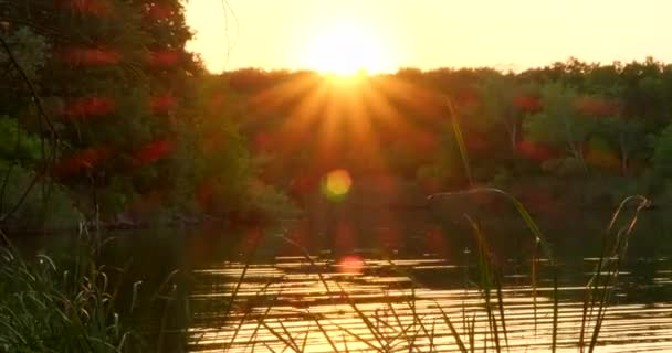 川の近くの自然の中でキャンプ 黄金の空を燃焼して湖で穏やかな夜 森の中の水の海岸でカラフルな夕日の空 木のシルエットと背後にある大きなオレンジ色の太陽 — ストック動画