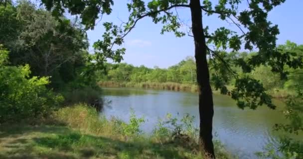 Przyroda Spacer Leśną Ścieżką Rośliny Wokół Widok Pierwszej Osoby Walka — Wideo stockowe