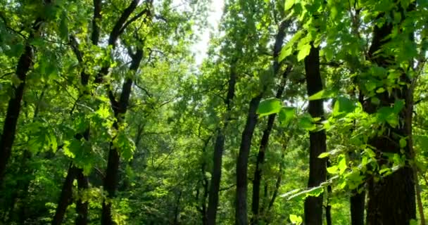 Natuur Loop Door Bospad Planten Rond Eerste Persoon Zicht Strijd — Stockvideo