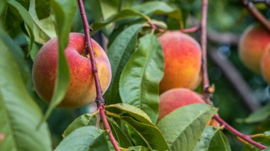 Bahçede yetişen tatlı meyveli şeftali ağacı. Şeftali dalında olgunlaşan doğal meyve.