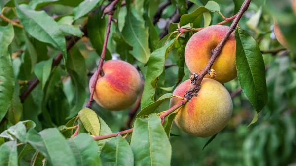Peach tree with sweet fruits growing in the garden. Natural fruit ripening on peach tree branch