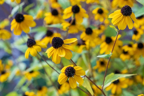 Prachtige Gele Bloem Tuin Natuur — Stockfoto