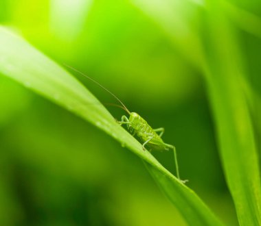yeşil çim üzerinde çekirge yakın görünümü