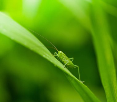 yeşil çim üzerinde çekirge yakın görünümü