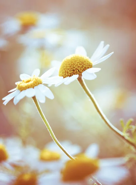 Widok Bliska Piękne Kwiaty Rumianku Polu — Zdjęcie stockowe